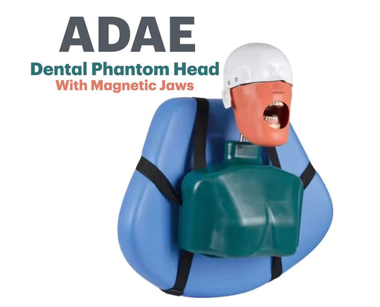 ADAE AD2 torso dental manikin phantom head (With straps)