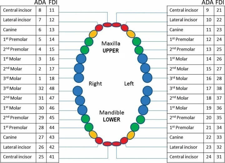 Replacement teeth with screws (compatible with Kilgore magnetic jaws PRO200 series)