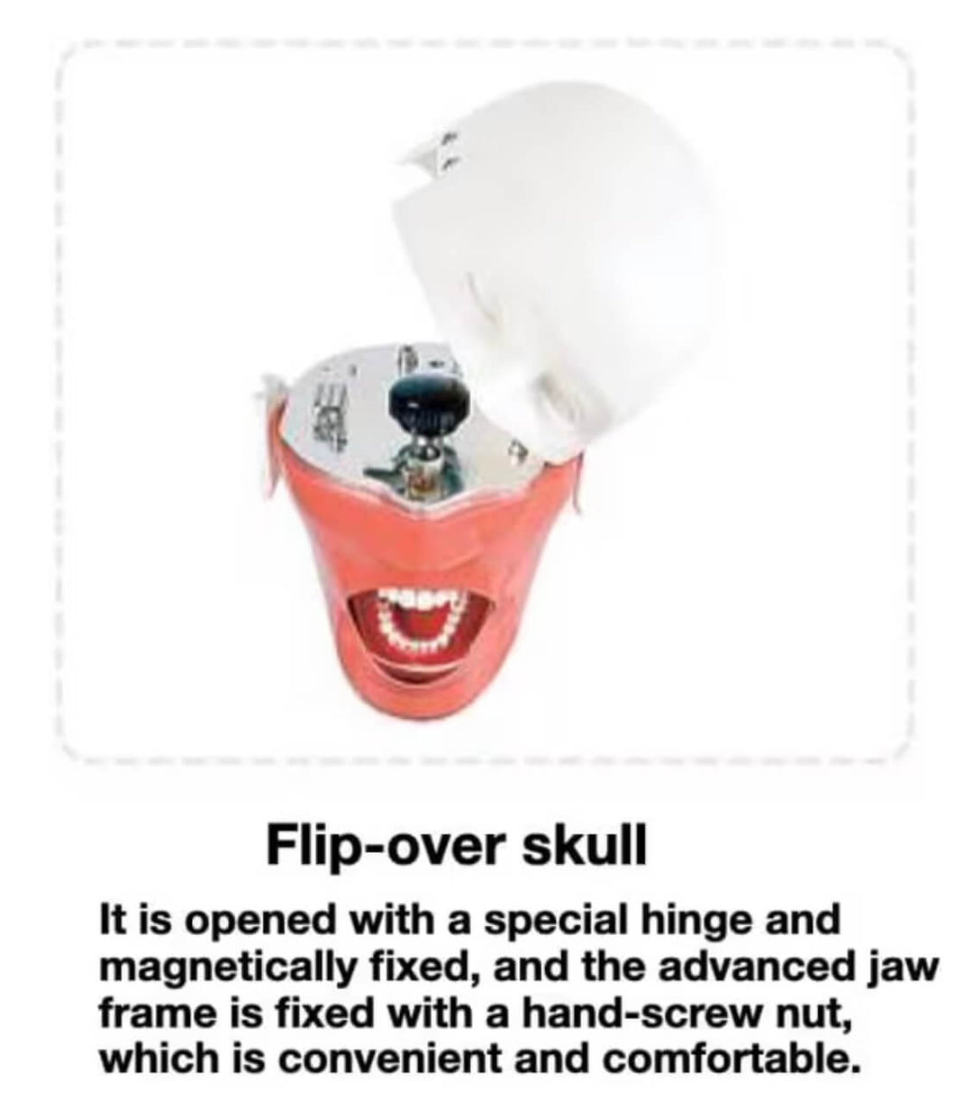 ADAE AD1 torso dental manikin phantom head(Bench mount)