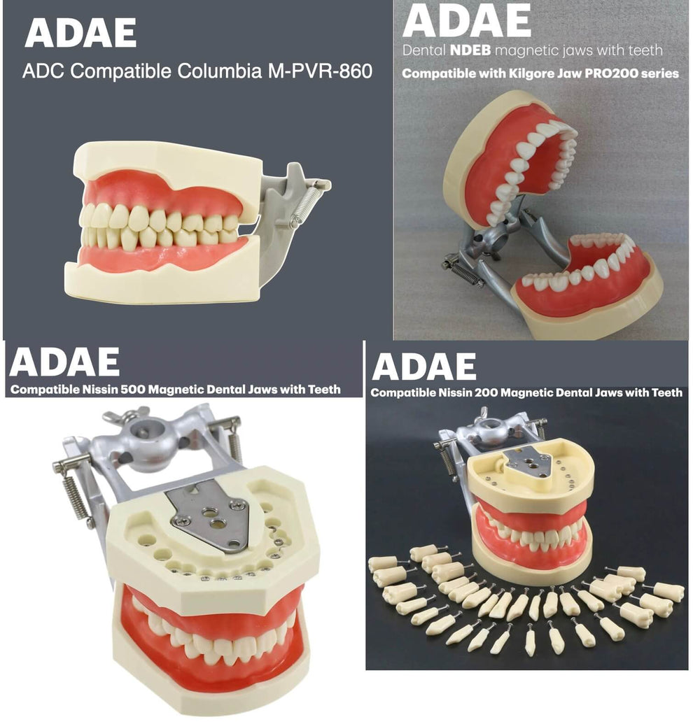 ADAE T1 dental manikin phantom head(Bench mount)