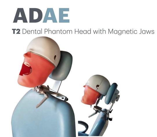 ADAE T2 Dental Phantom Head with Magnetic Jaws (Dental chair mount)