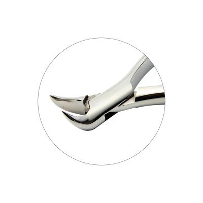 16# dental extraction forceps (2pcs) - ADAE Dental Online Store