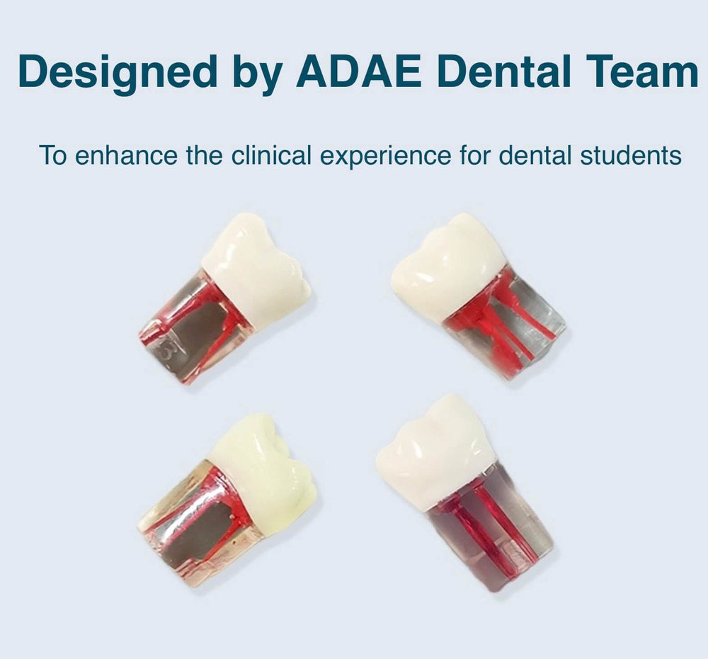 ADAE endodontic practice teeth with screws
