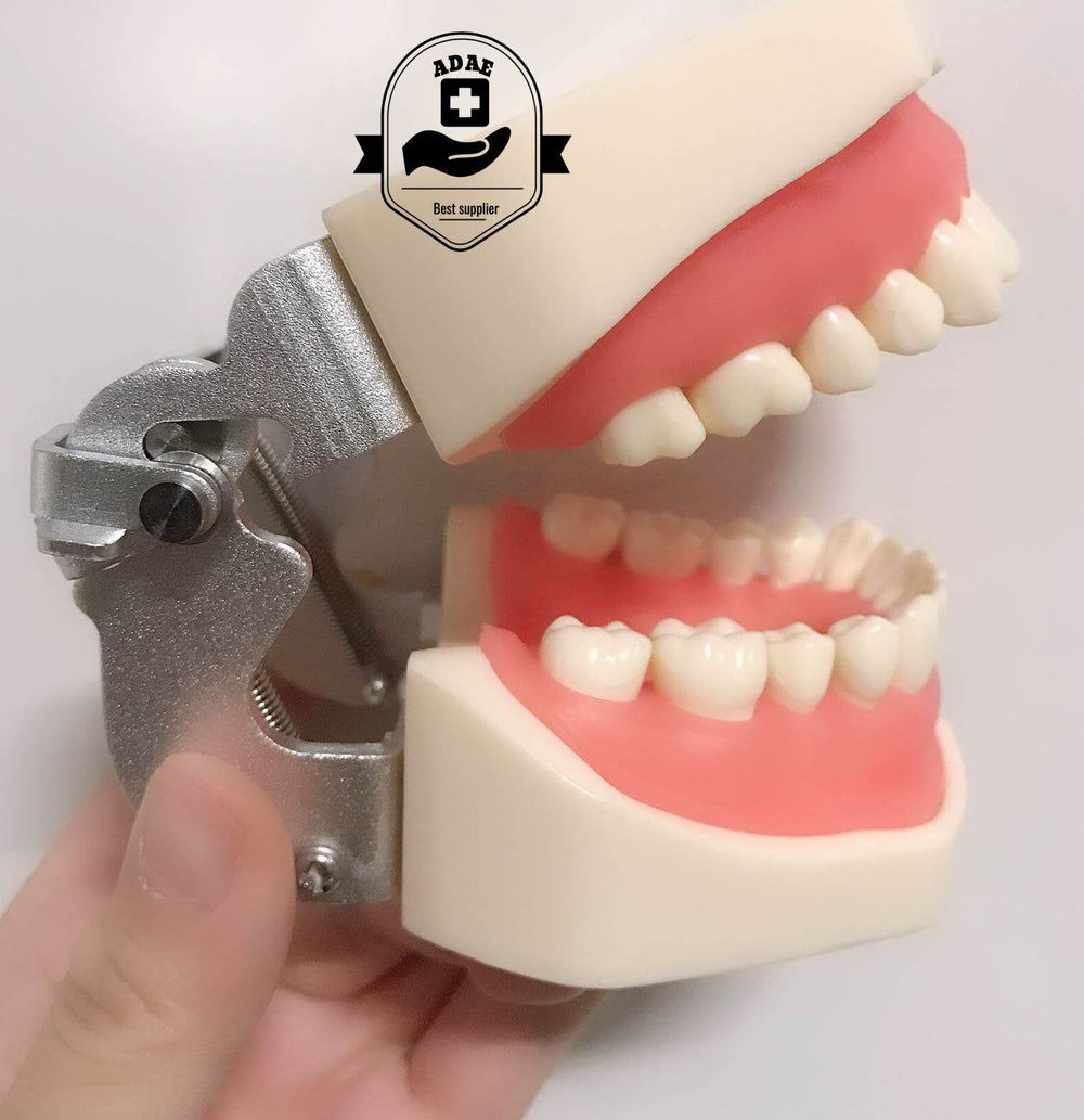 ADAE AD028 dental study model - ADAE Dental Online Store