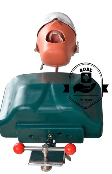 ADAE dental phantom head with magnetic jaws and teeth - ADAE Dental Online Store