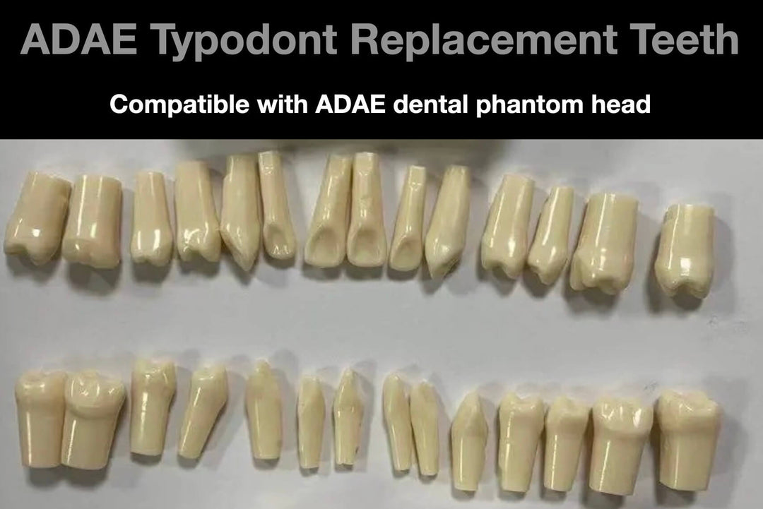 ADAE typodont replacement teeth with screws (Compatible with ADAE dental phantom head) - ADAE Dental Online Store