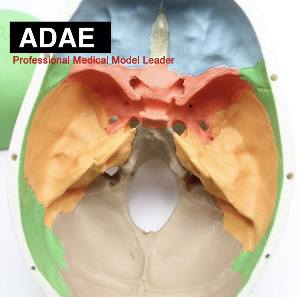 ADAE AD019 human skull with marked colored bones (Natural size) - ADAE Dental Online Store