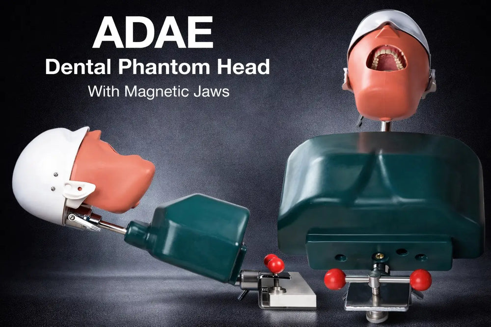 Dental manikins with jaws and teeth