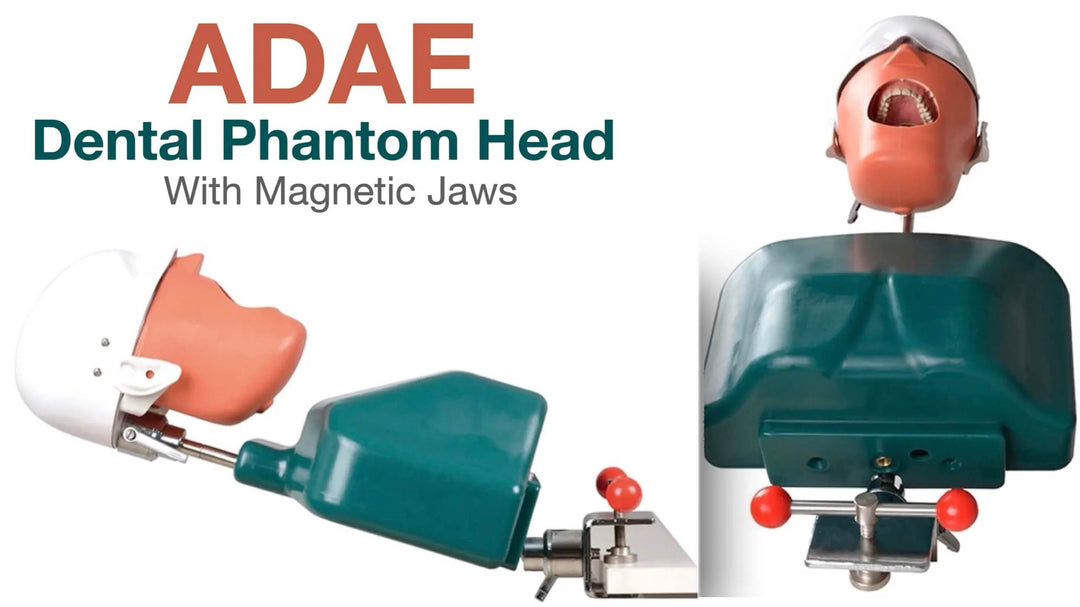 ADAE AD1 dental manikin phantom head(Bench mount)