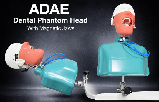 ADAE AD1 torso dental manikin phantom head(Bench mount)