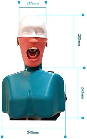 ADAE AD2 torso dental manikin phantom head (With straps)