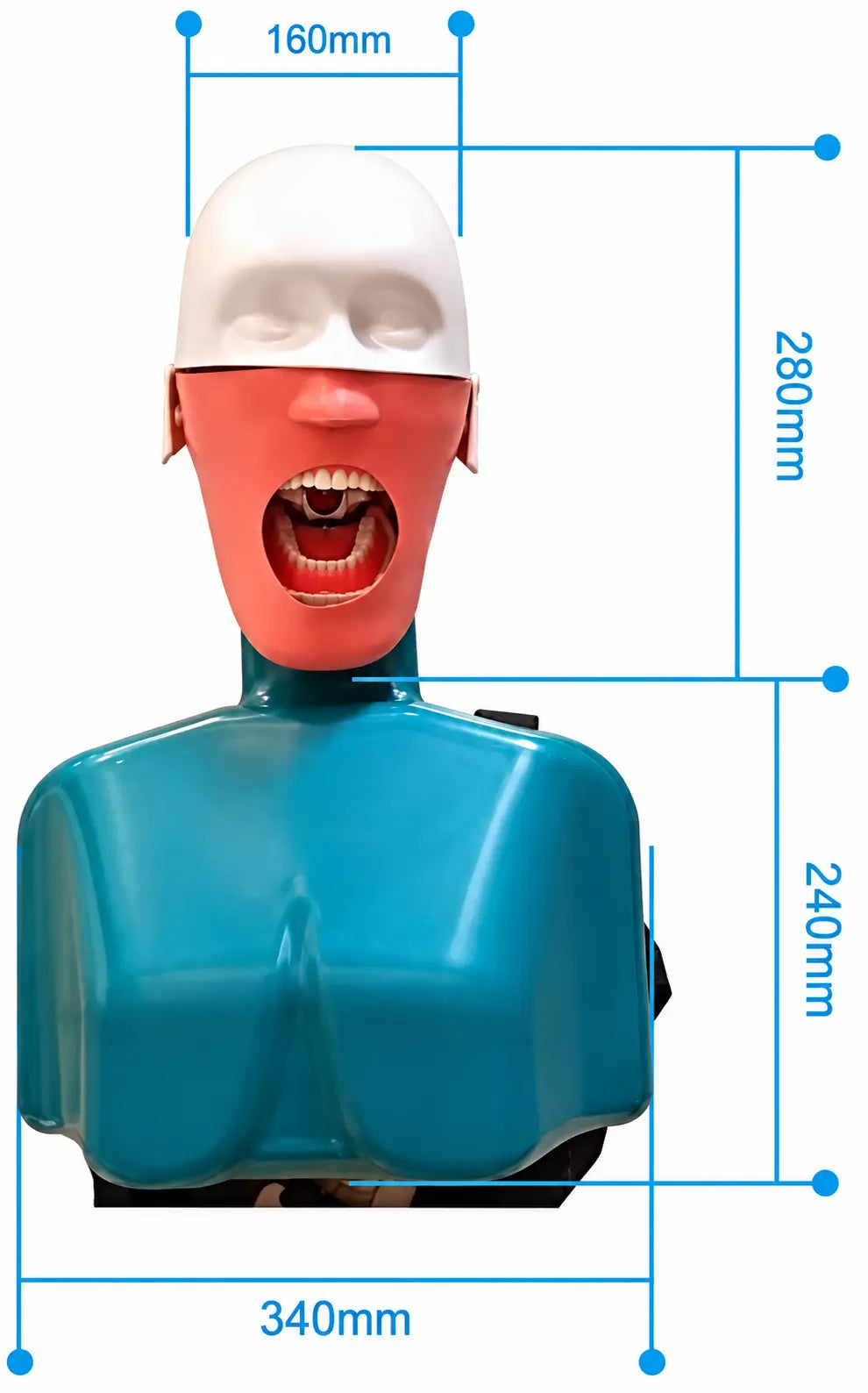 ADAE AD2 torso dental manikin phantom head (With straps)