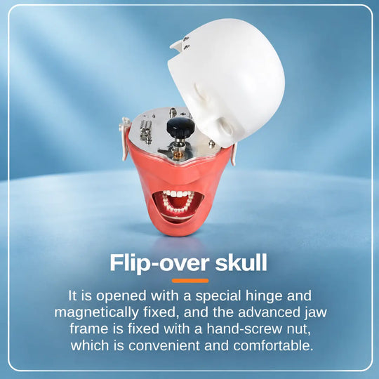 ADAE AD2 torso dental manikin phantom head (With straps)