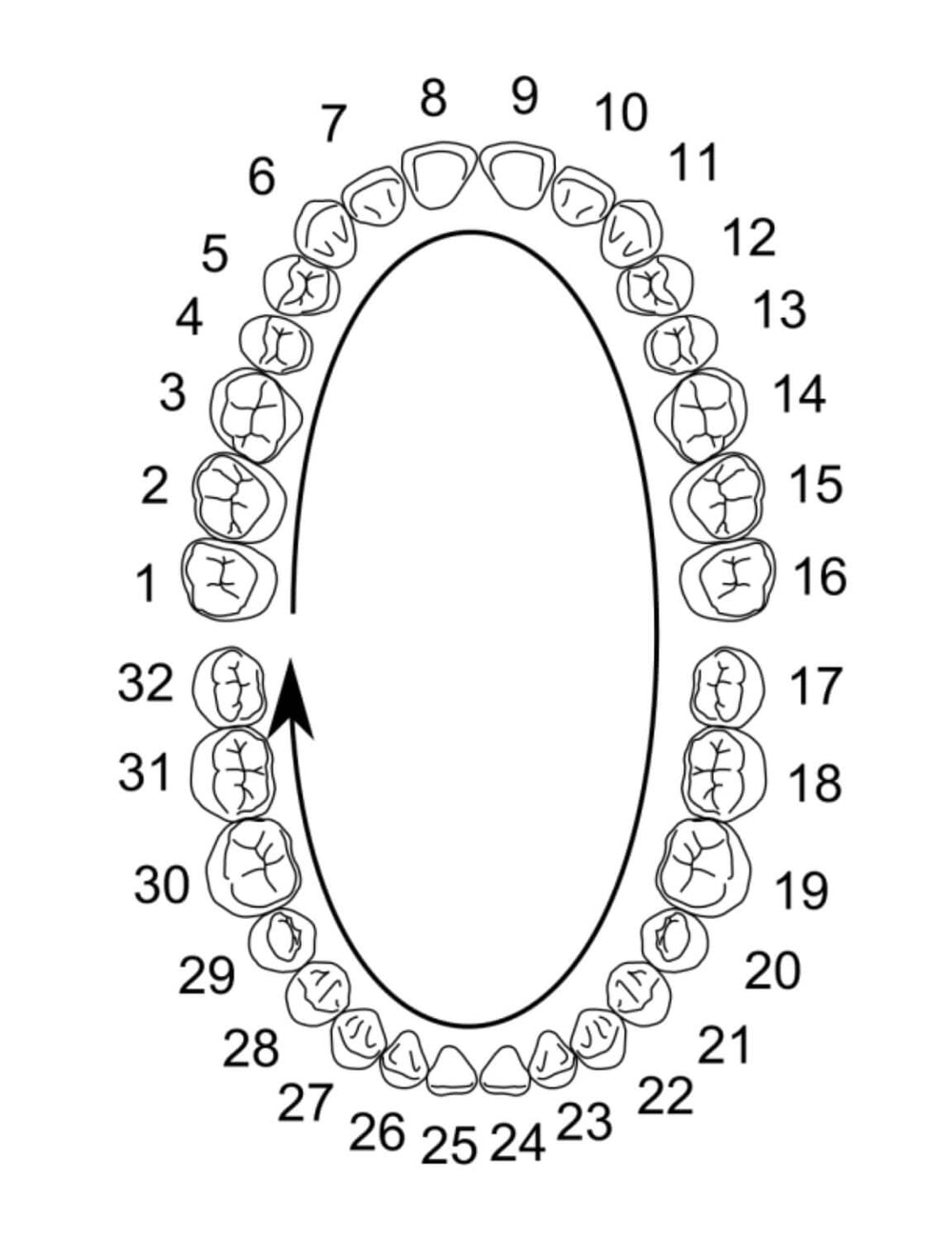 ADC teeth with screws (compatible with ADC Columbia M-PVR-860 magnetic jaws)