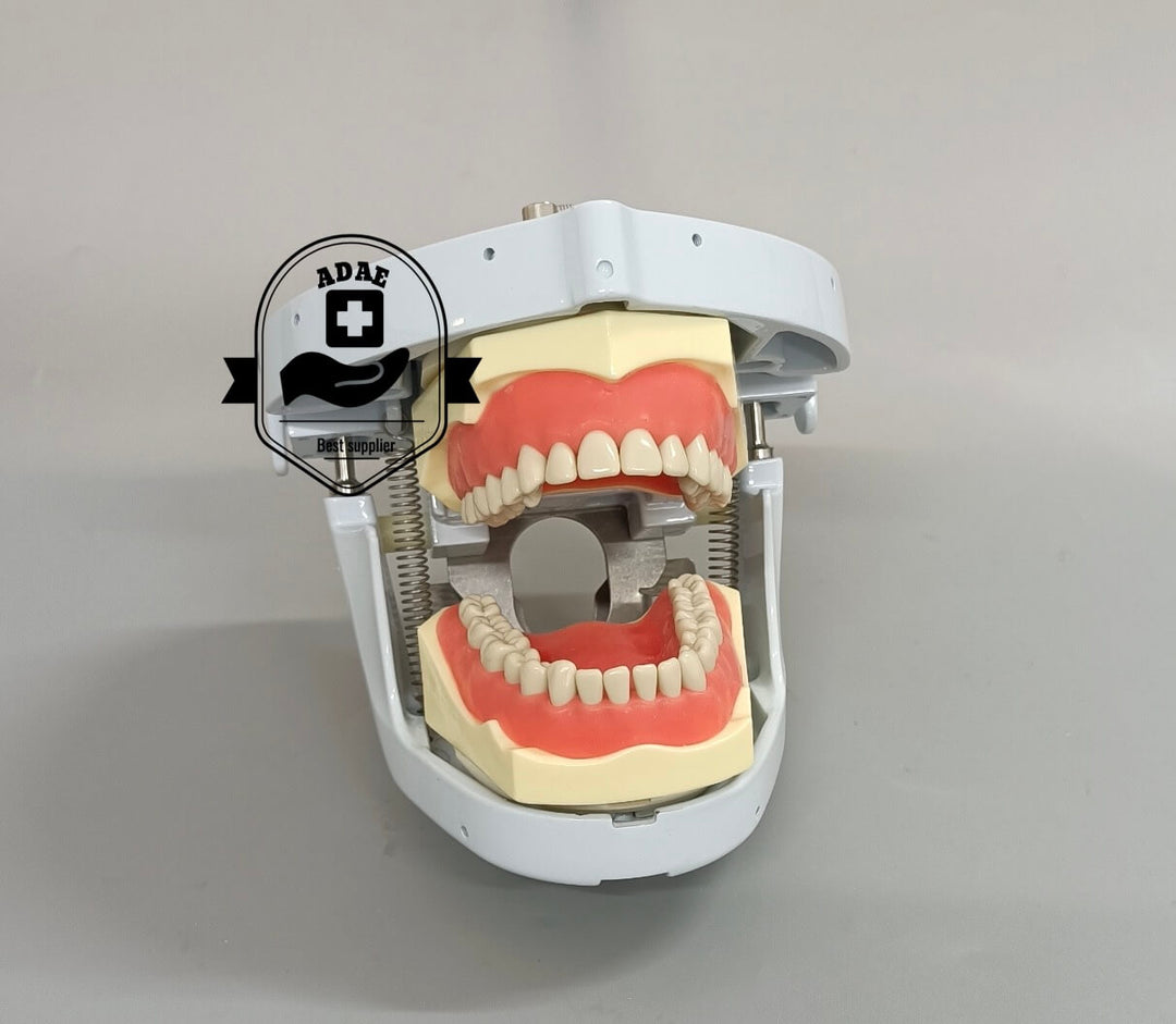 ADAE T1 dental manikin phantom head(Bench mount)
