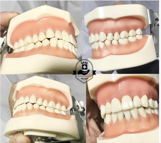 ADAE AD032 dental study model - ADAE Dental Online Store