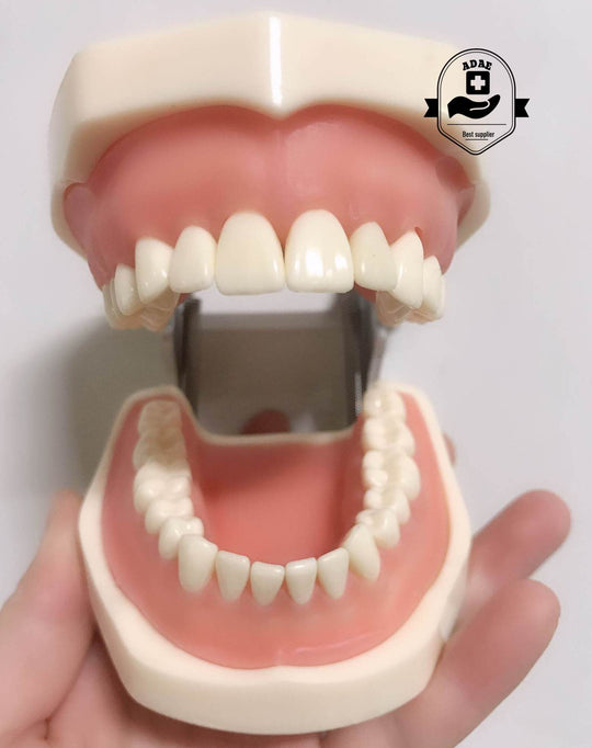 ADAE AD032 dental study model - ADAE Dental Online Store
