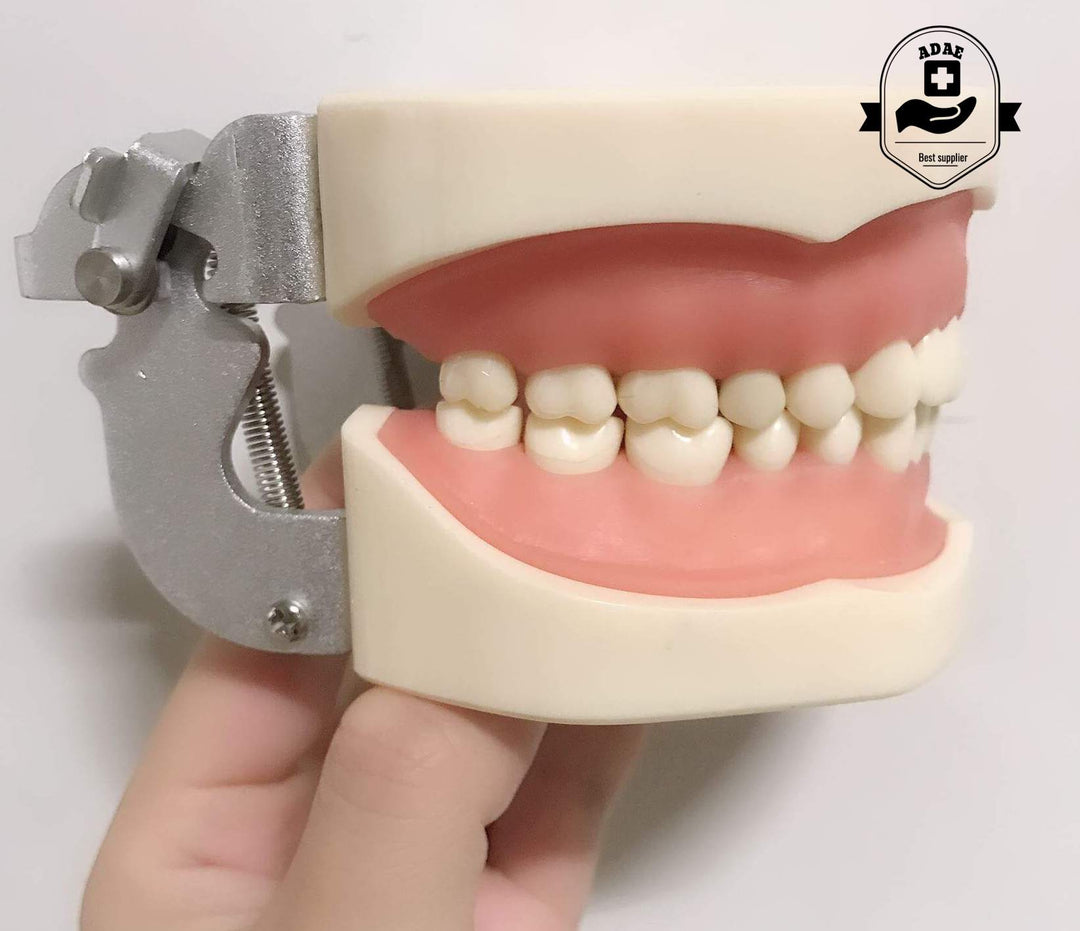 ADAE AD032 dental study model - ADAE Dental Online Store